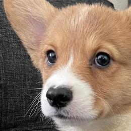 Teal Collar - Red Pembroke Welsh Corgi puppy in Tehachapi, California from Mighty Corgis