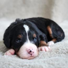 Yvette - Tri-color female Bernedoodle puppy in Folsom, Louisiana from DoodlesFarmCo