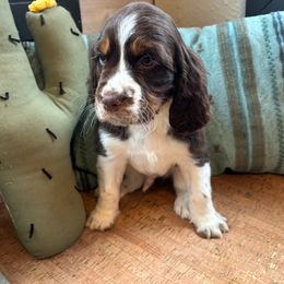 Crimson - Liver white and tan English Springer Spaniel puppy in Park Rapids, Minnesota from Lakeside Summit Springers