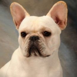 Ivanka - French Bulldog