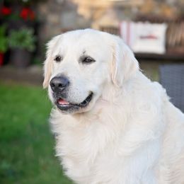 Obi - Golden Retriever