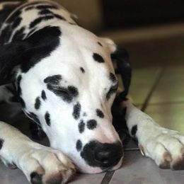 Dalmatians from Darling Dalmatians