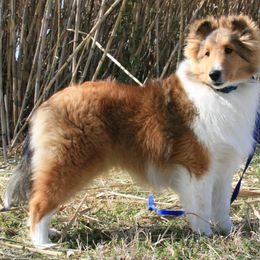 Shetland Sheepdog Puppies from Synergy Shetland Sheepdogs