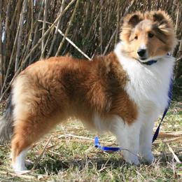 Shetland Sheepdog Puppies from Synergy Shetland Sheepdogs