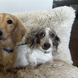 Dachshunds from Pixie Dust Dachshunds