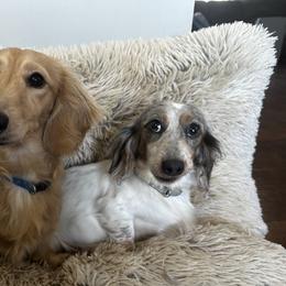Dachshunds from Pixie Dust Dachshunds