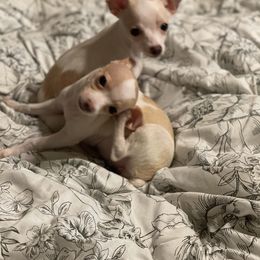 Chihuahua Puppies from Pittsburgh Paw Prints