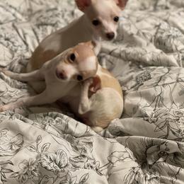 Chihuahua Puppies from Pittsburgh Paw Prints
