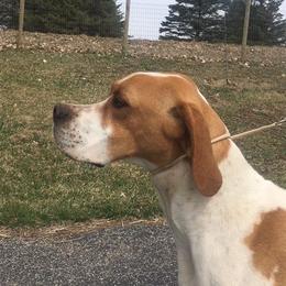 Woodstock - Pointer