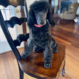 Poodle Puppies from Oldwirepuppy