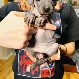 American Hairless Terrier Puppies from Gold Rush Kennels