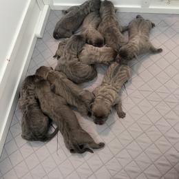 Boy 6 - Gray brindle male Cane Corso puppy in Tremonton, Utah from Westland Kennels
