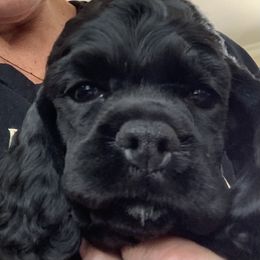 Cocker Spaniel Puppies from Starlight's American Cockers