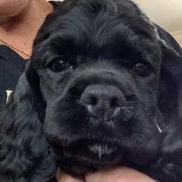 Cocker Spaniel Puppies from Starlight's American Cockers