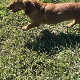Copper - Dachshund
