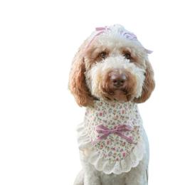 Charlotte - Goldendoodle