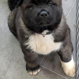 Akita Puppies from Akita Kai Magic