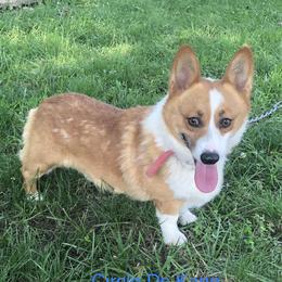 Kane - Pembroke Welsh Corgi