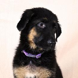 Red collar - Black and red female German Shepherd puppy in Hancock, New Hampshire from Kysarah German Shepherds