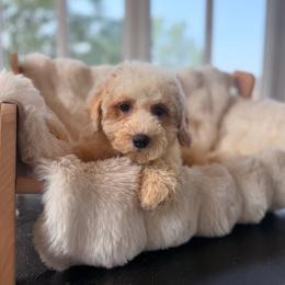 Sherbet - Parti female Goldendoodle puppy in North Royalton, Ohio from Johnson's Doodles