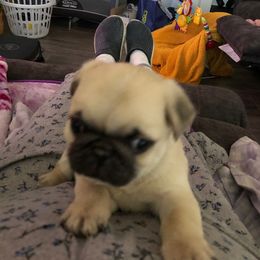 Pug and Pug (Non-standard) Puppies from House of Briggs Pugs