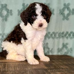 Ridge - Brown and white male Aussiedoodle puppy in Charleston, Arkansas from Lazy S Aussies