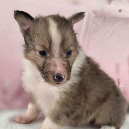 Indy - Sable merle and white male Shetland Sheepdog puppy in Citra, Florida from Southpaw Herders LLC