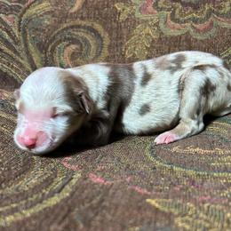 Girl 5 - Red merle female Miniature Australian Shepherd puppy in Hokes Bluff, Alabama from Alegria Toy Aussies