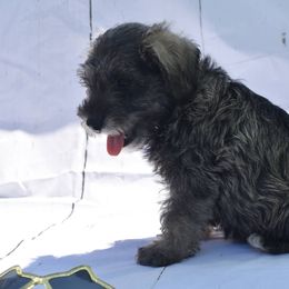 Boy 2 - Salt and pepper Miniature Schnauzer puppy in Alabama from Imperial Schnauzers