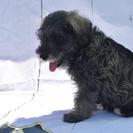 Boy 2 - Salt and pepper Miniature Schnauzer puppy in Alabama from Imperial Schnauzers