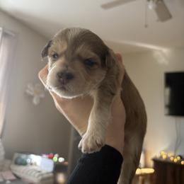 Adore - Merle female Pomsky puppy in Harrington, Delaware from Nini Sunflowers