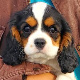 Cora - Tri-color Cavalier King Charles Spaniel puppy in Rifle, Colorado from RoanCliff Cavaliers