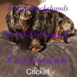 Cricket - Dachshund