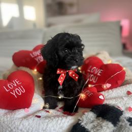 Echo - Black white and tan male Cockapoo puppy in 77304, Texas from Little Valley Puppies