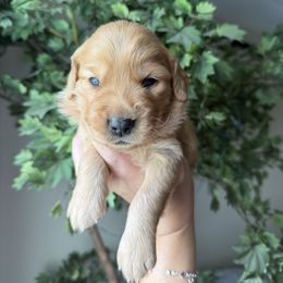 Brown - Dark golden male Golden Retriever puppy in Mims, Florida from Goldens