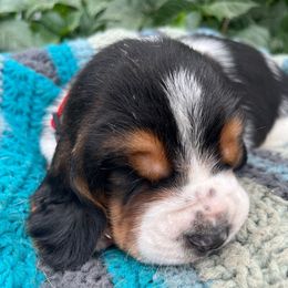 Boy 2 - Black brown and white male Basset Hound puppy in Hay Springs, Nebraska from Rain and Snow Bassets