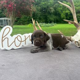 Red collar girl - Liver roan female German Shorthaired Pointer puppy in Liberty, North Carolina from White Barn Kennels LLC