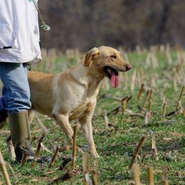 Labrador Retrievers from Wight Lightning Retrievers