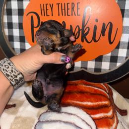Wednesday - Black and tan female Dachshund puppy in Flora Vista, New Mexico from Hot Diggity Doxies of NM
