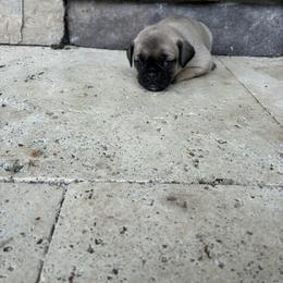 Boy 2 - Fawn male Pug puppy in Brooksville, Florida from Windsorsprings