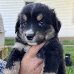 Australian Shepherds from Hidden Hollow Aussies