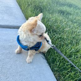 Chihuahua Puppies from Wild Mountain Chihuahuas