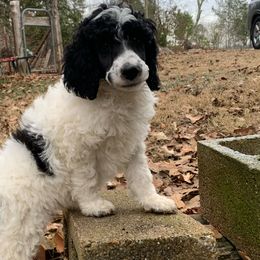 Marshall - Parti Poodle puppy in Toone, Tennessee from Big Springs Little Paws Standard Poodles
