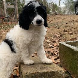 Marshall - Parti Poodle puppy in Toone, Tennessee from Big Springs Little Paws Standard Poodles