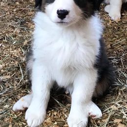Australian Shepherd Puppies from Tuscany Acres Aussies