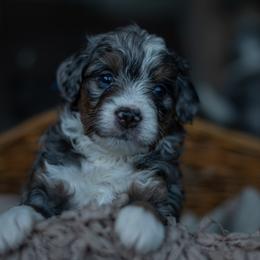 Bernedoodle Puppies from Autumn Vanskiver