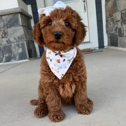 Indy - Apricot female Goldendoodle puppy in Eagle Mountian, Utah from The Puppy Family