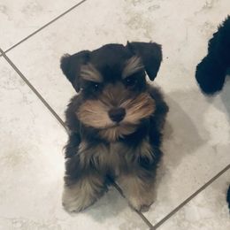 Miniature Schnauzers from Schnauzers of Cobblestone