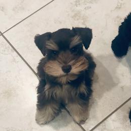 Miniature Schnauzers from Schnauzers of Cobblestone