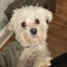 Stella  - Maltese